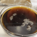 Brown Sugar Syrup in a bowl